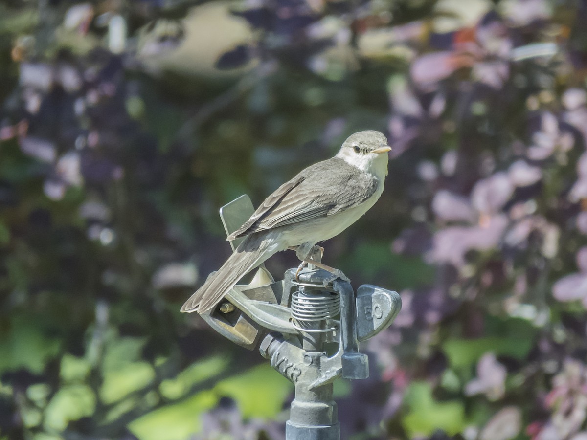 Eastern Olivaceous Warbler - ML620536730