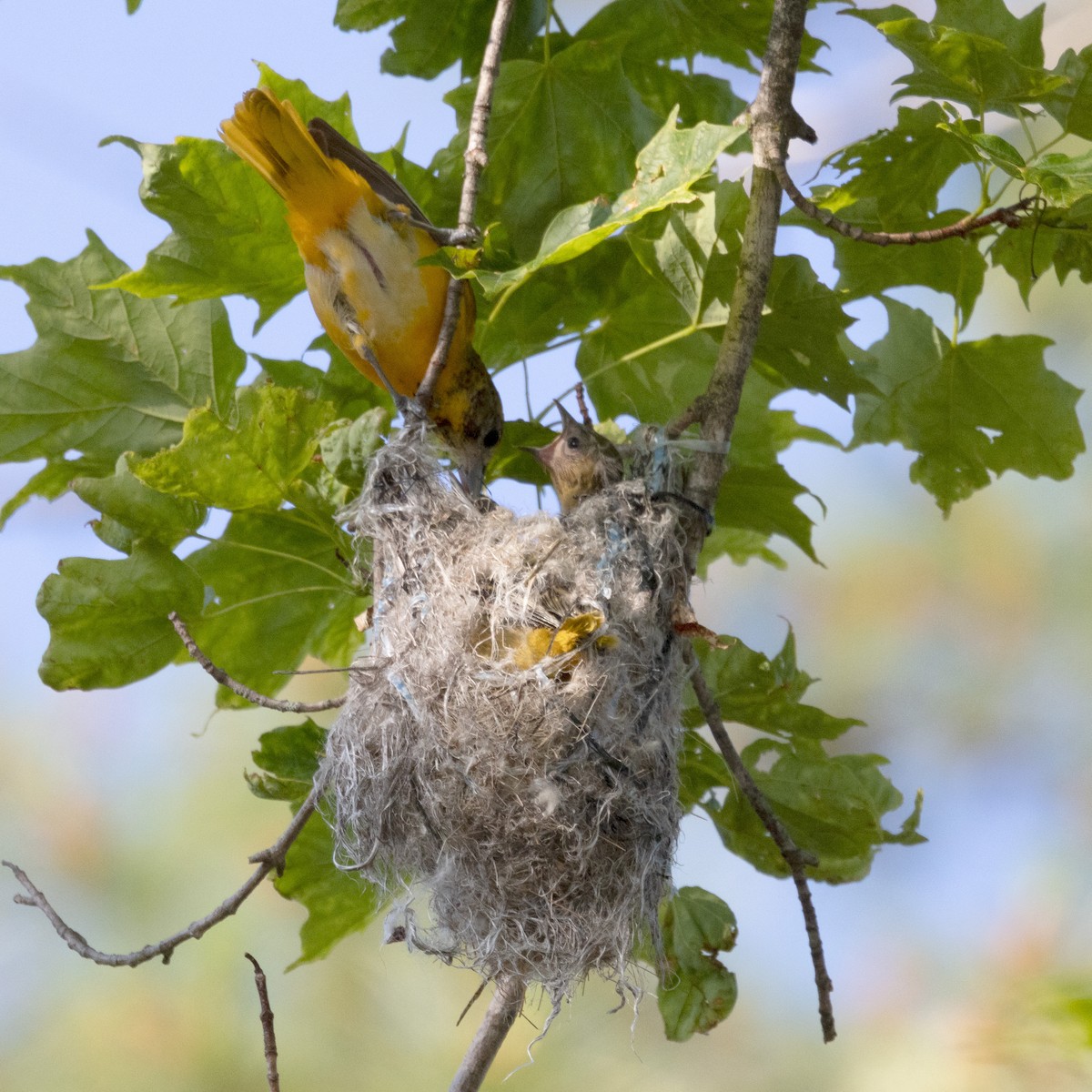 Baltimore Oriole - ML620536742