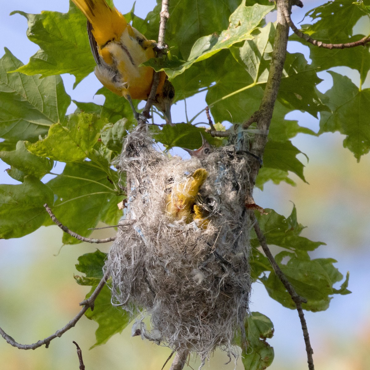 Baltimore Oriole - ML620536744