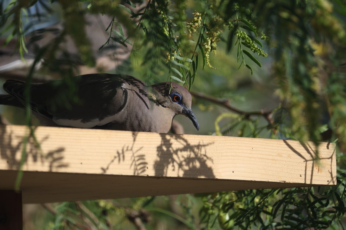 White-winged Dove - ML620536745