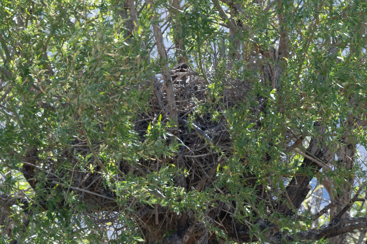 Swainson's Hawk - ML620536746