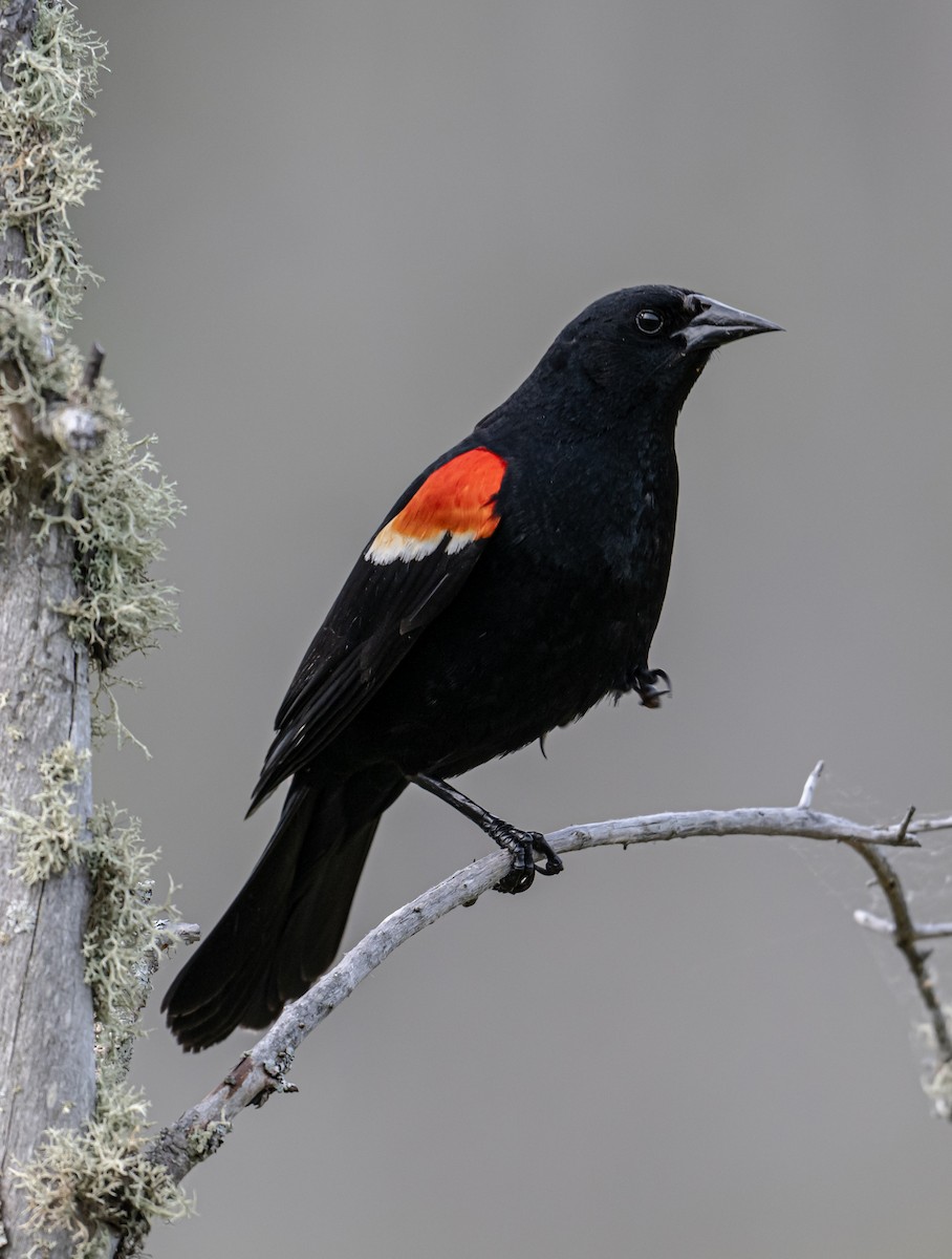 Red-winged Blackbird - ML620536747