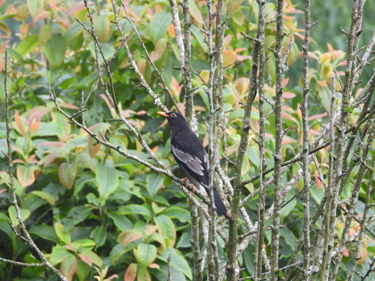 Gray-winged Blackbird - ML620536754