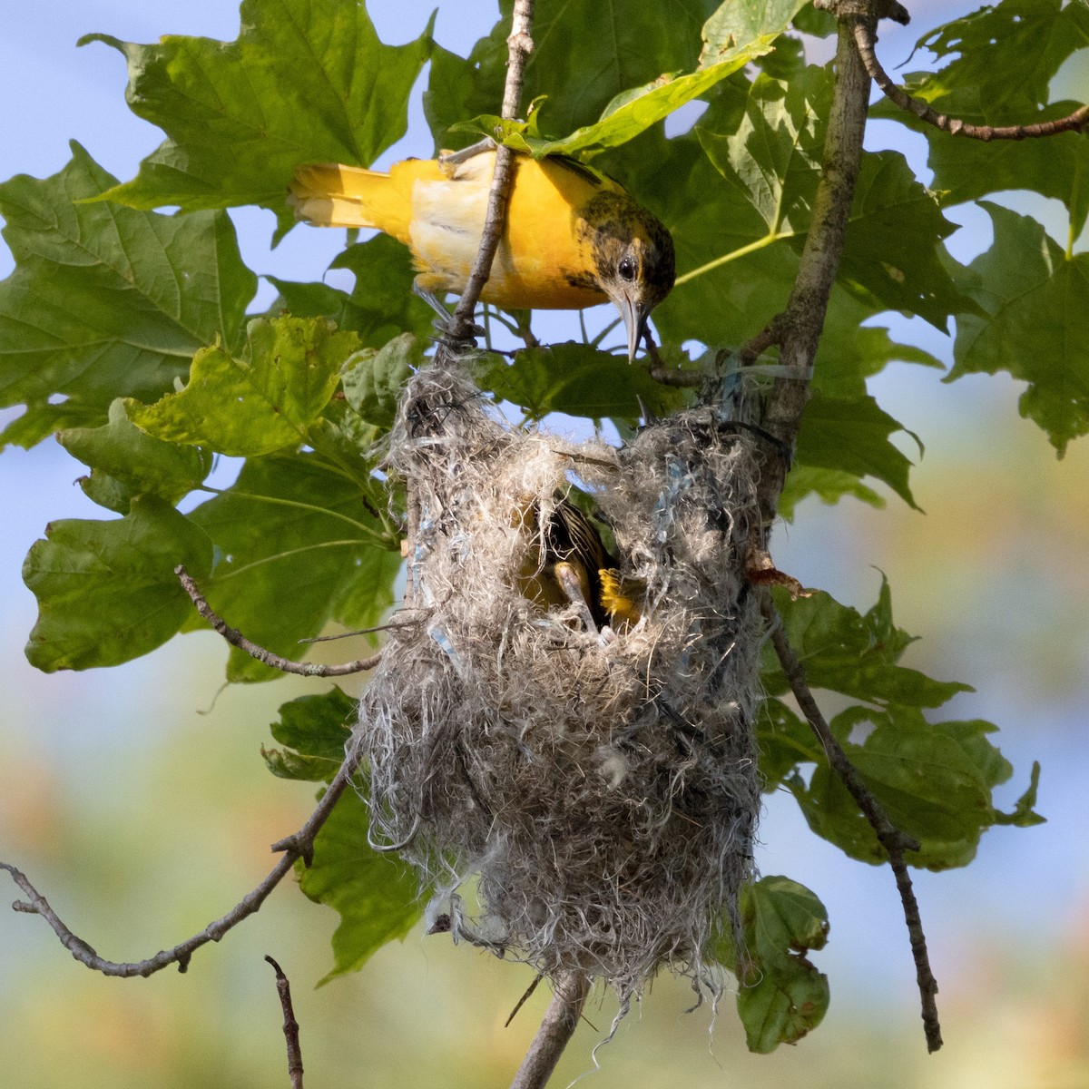 Baltimore Oriole - ML620536755