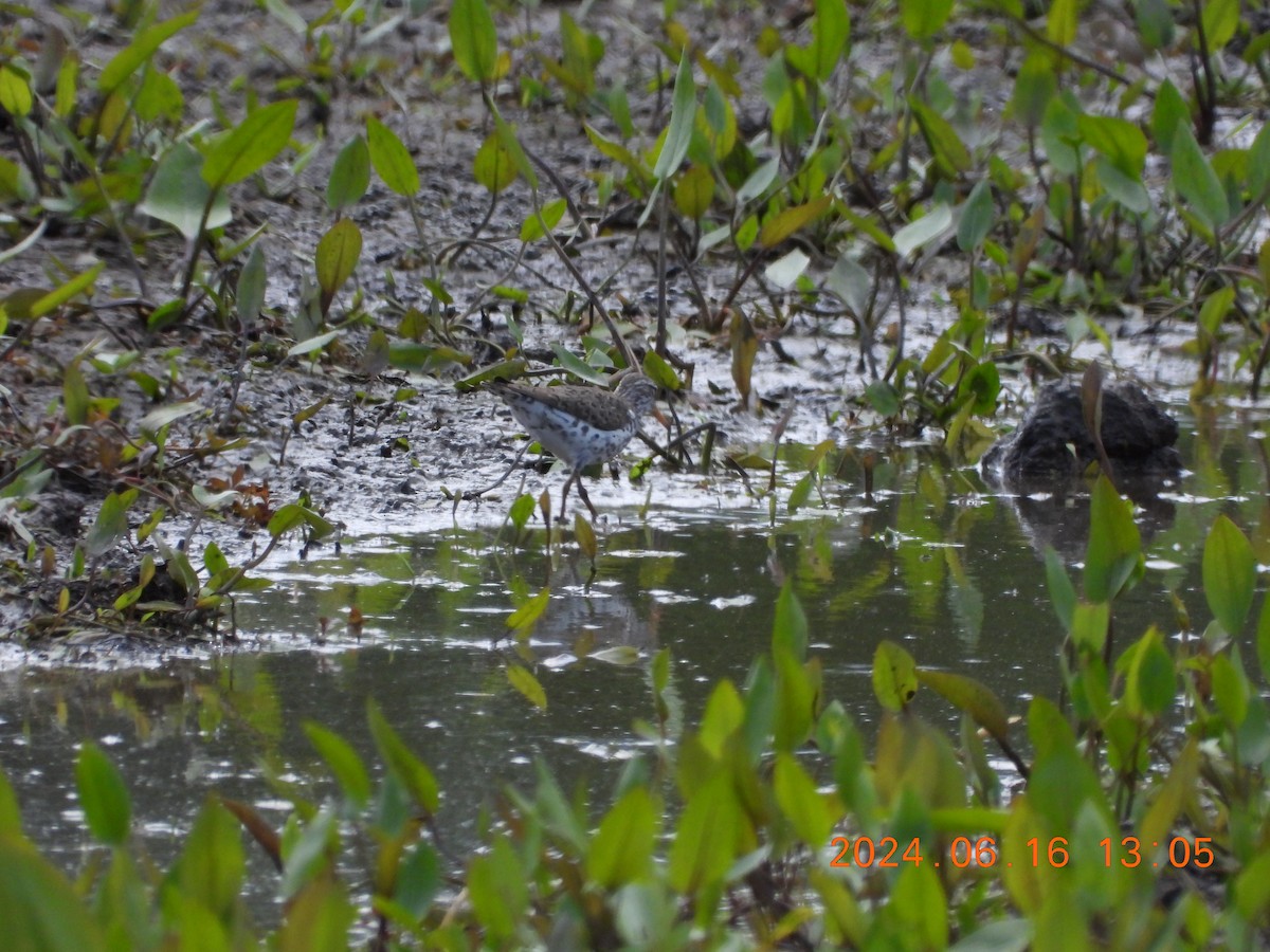 Spotted Sandpiper - ML620536768