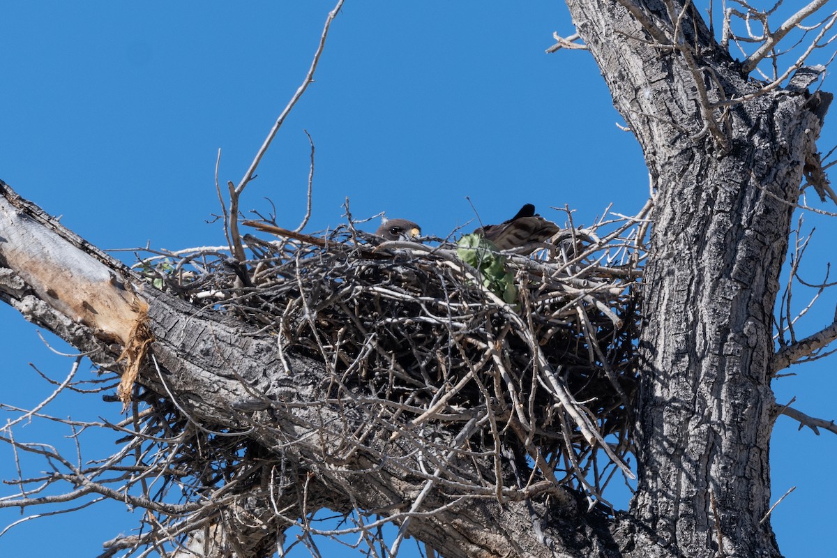 Swainson's Hawk - ML620536774