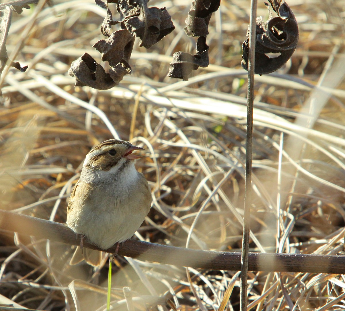 Clay-colored Sparrow - ML620536775