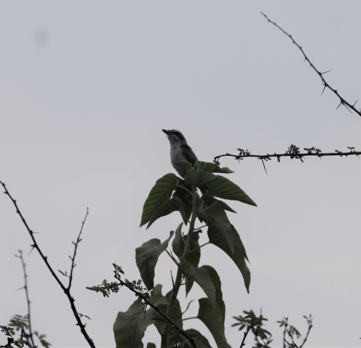 Common Woodshrike - ML620536779