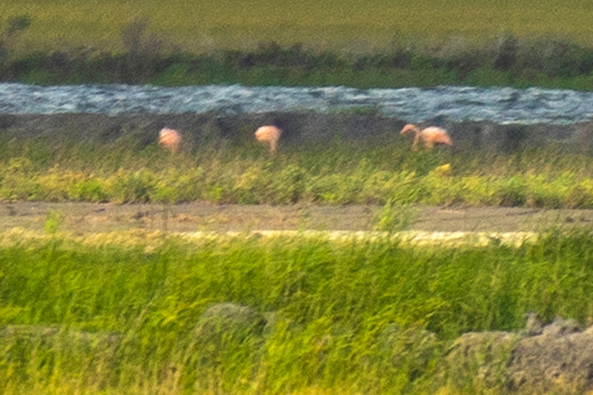 American Flamingo - ML620536785