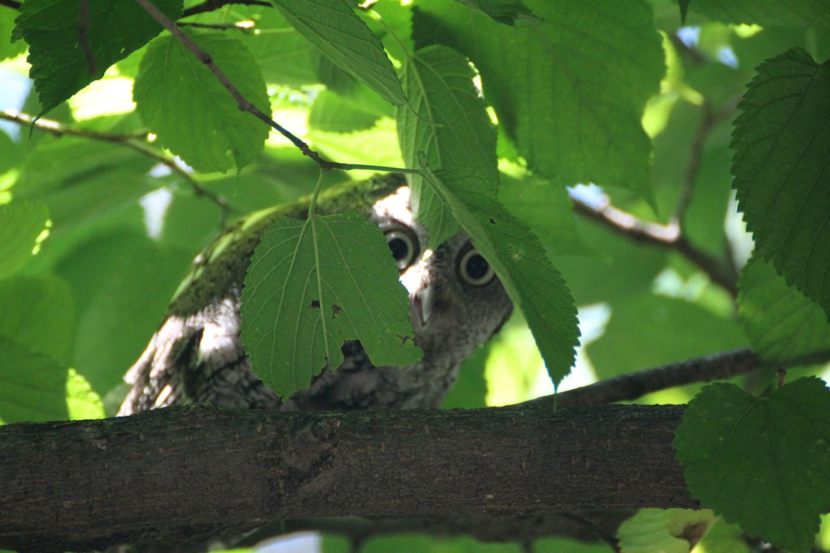 Eastern Screech-Owl - ML620536792