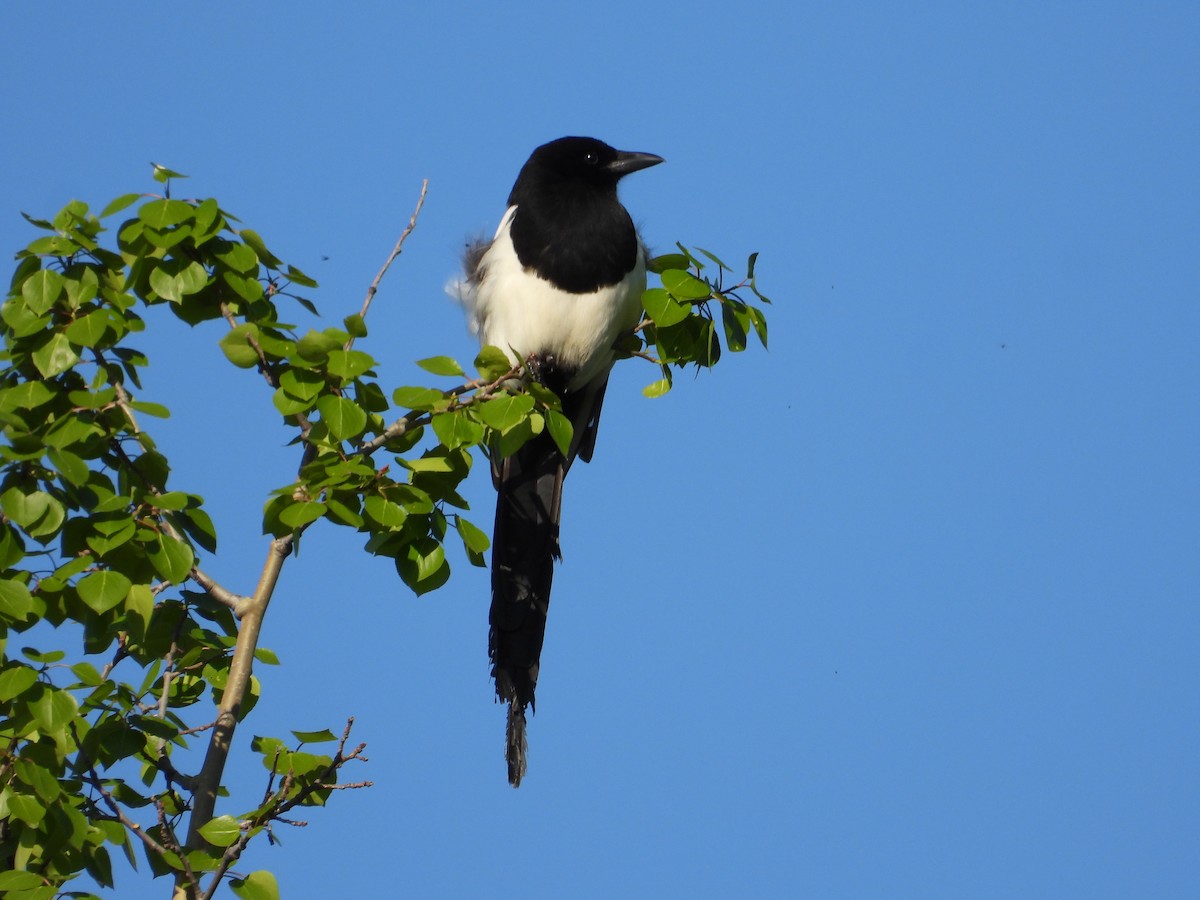 Black-billed Magpie - ML620536796