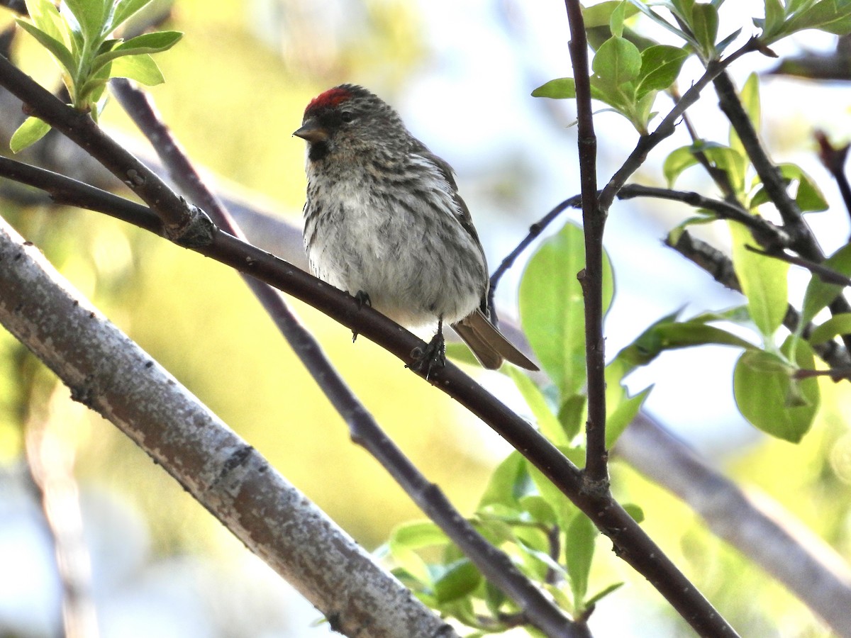 Common Redpoll - ML620536798