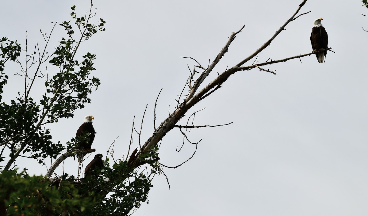 Bald Eagle - ML620536805