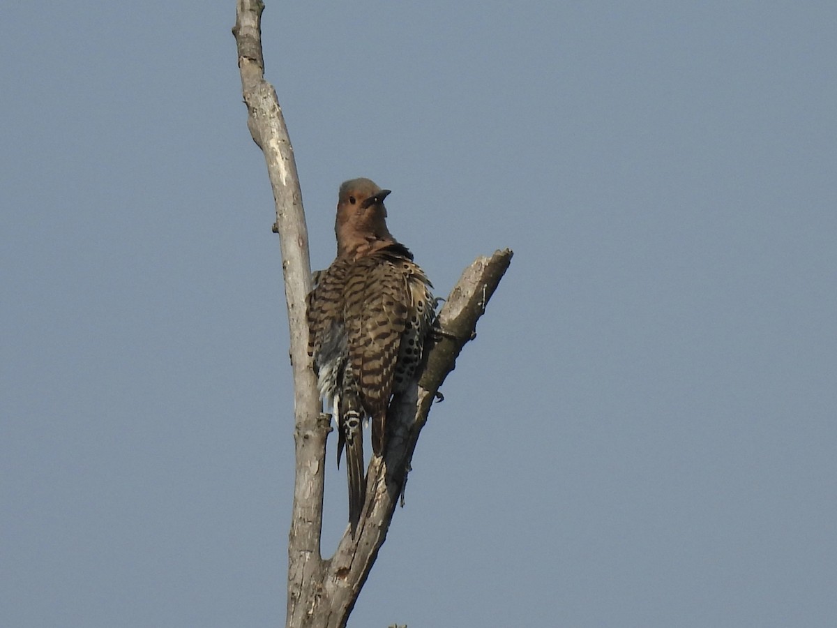 Northern Flicker - ML620536831