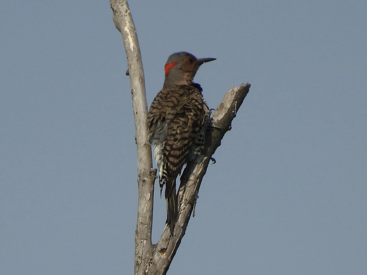 Northern Flicker - ML620536832