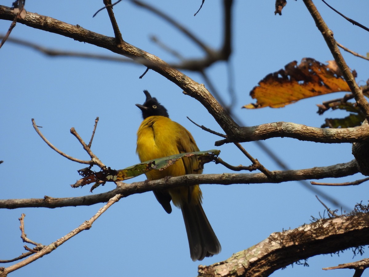 Black-crested Bulbul - ML620536865