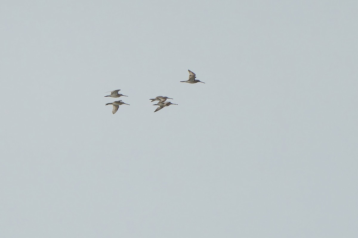 Asian Dowitcher - ML620536875