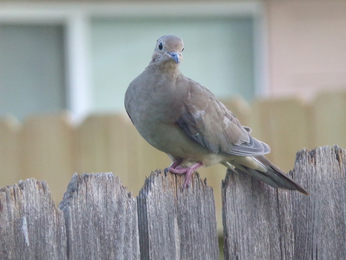 Mourning Dove - ML620536877