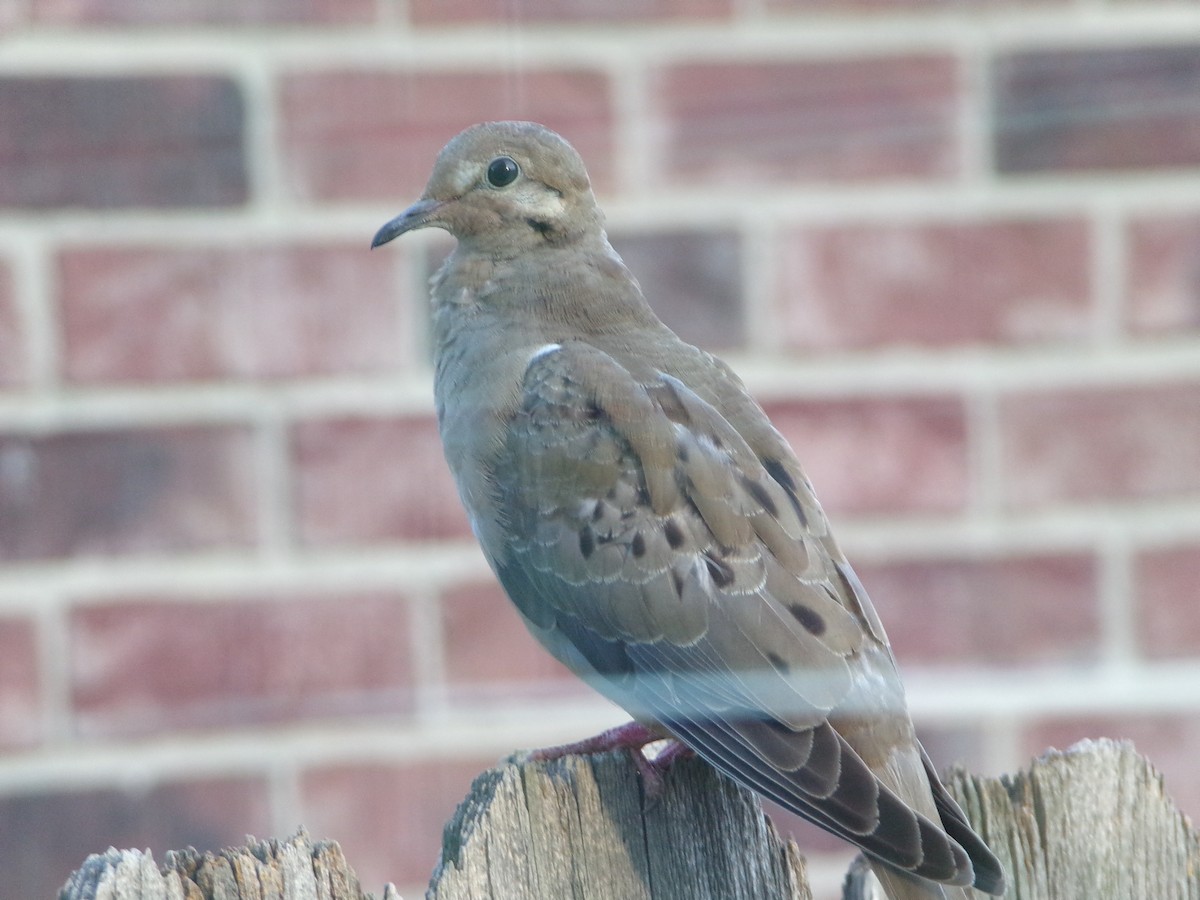 Mourning Dove - ML620536879