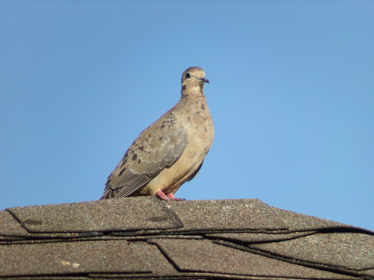 Mourning Dove - ML620536881