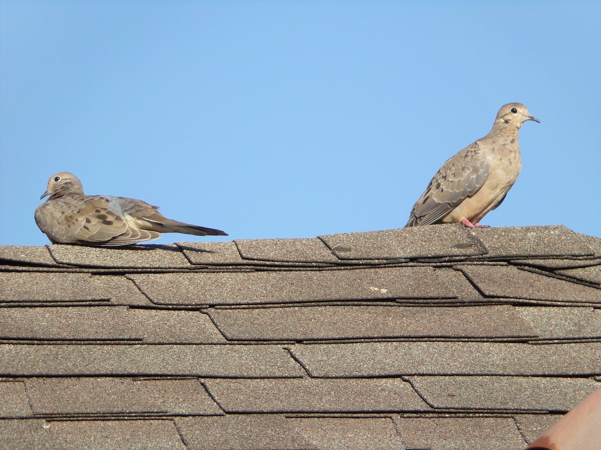 Mourning Dove - ML620536887