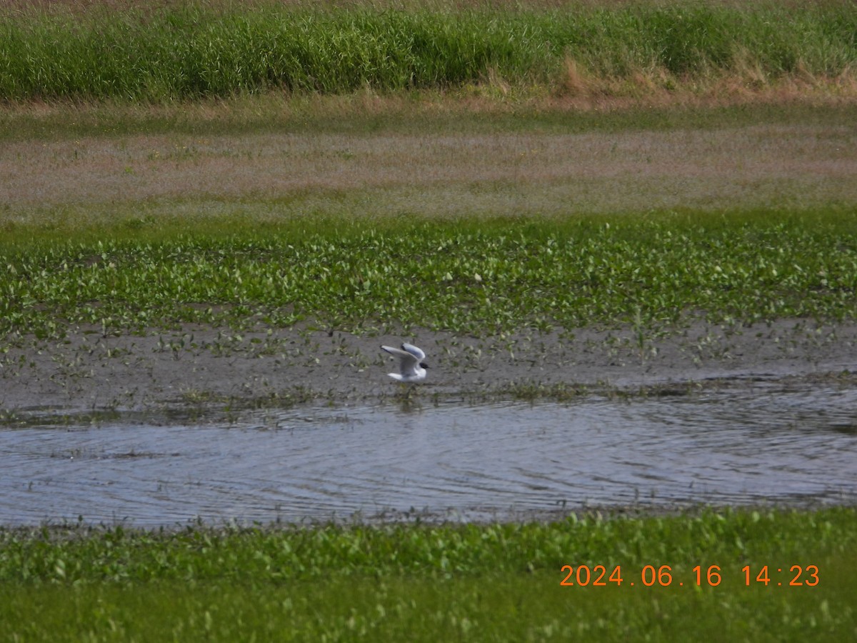 Bonaparte's Gull - ML620536889