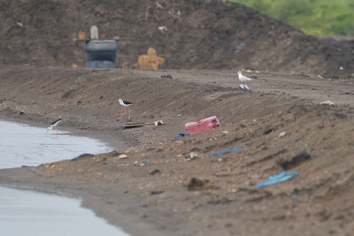 Gull-billed Tern - ML620536893