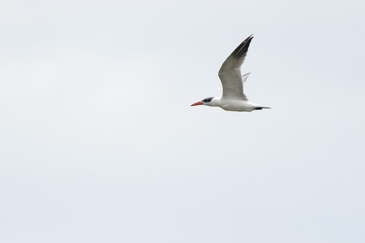 Caspian Tern - ML620536898