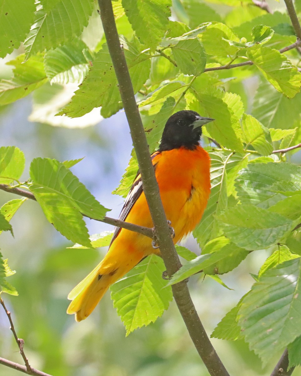 Oriole de Baltimore - ML620536912