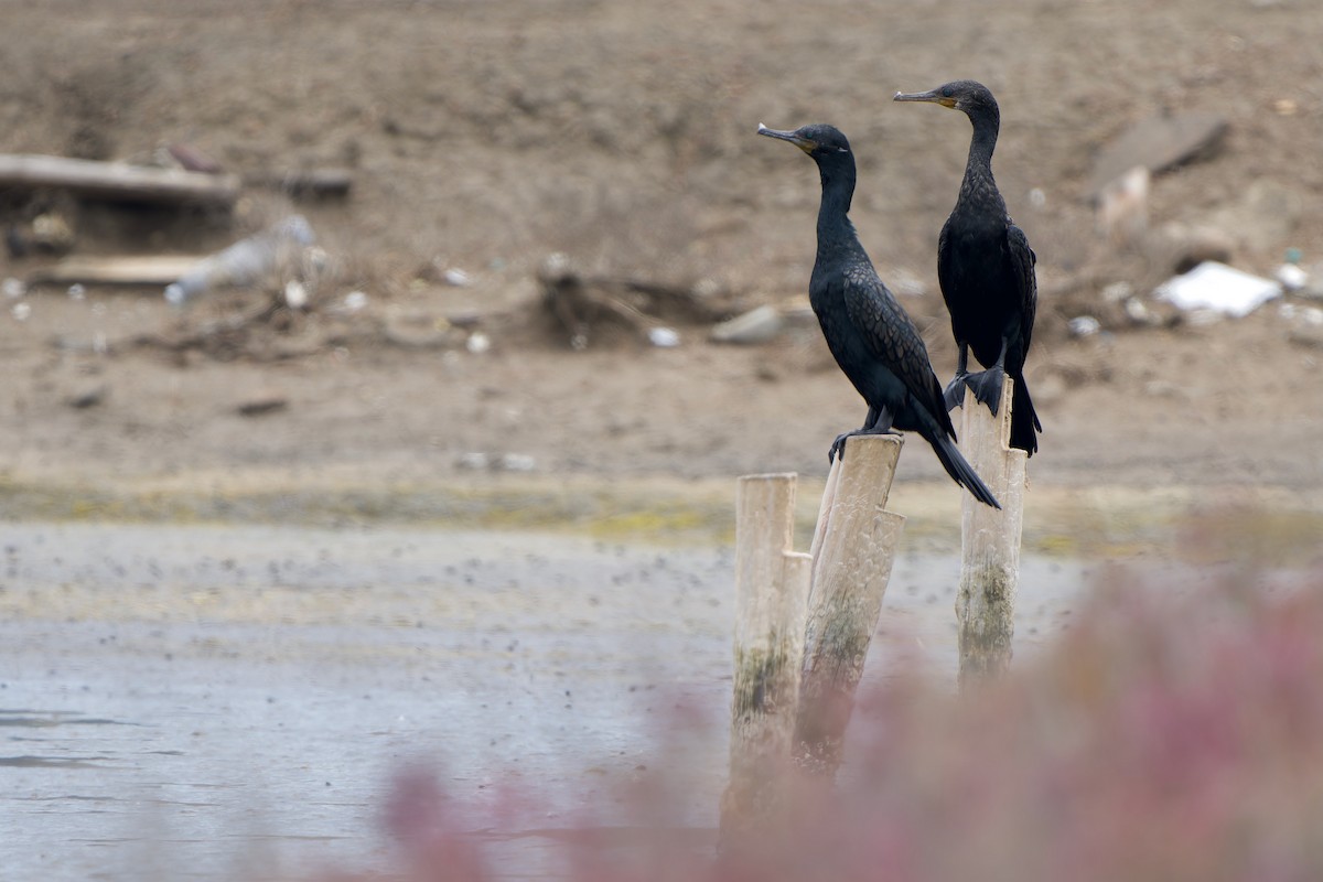 Cormoran à cou brun - ML620536915