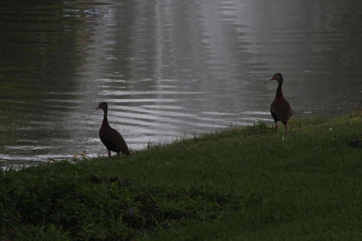 Dendrocygne à ventre noir (fulgens) - ML620536924