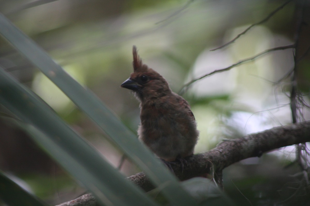 Northern Cardinal - ML620536936