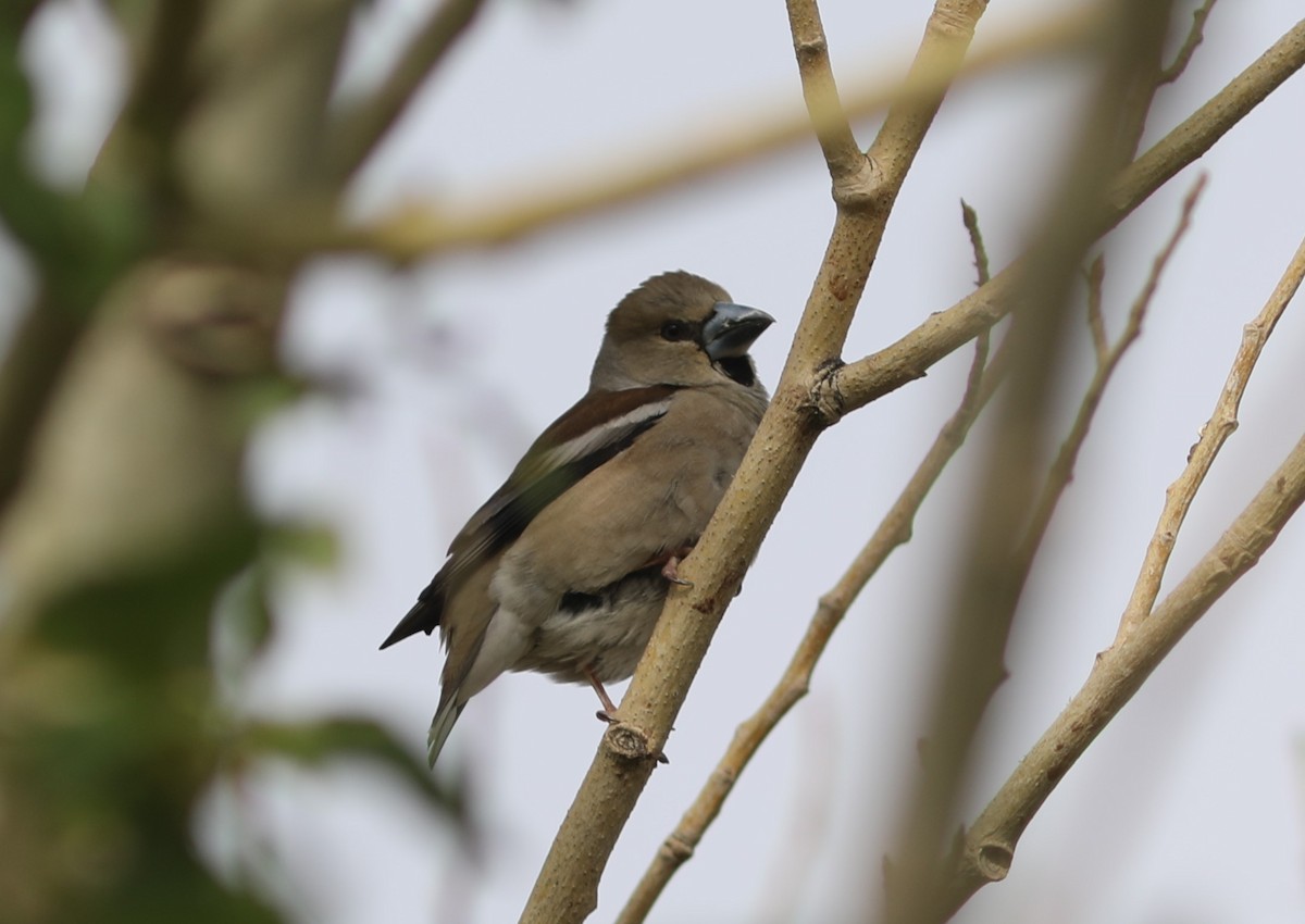 Hawfinch - ML620536940