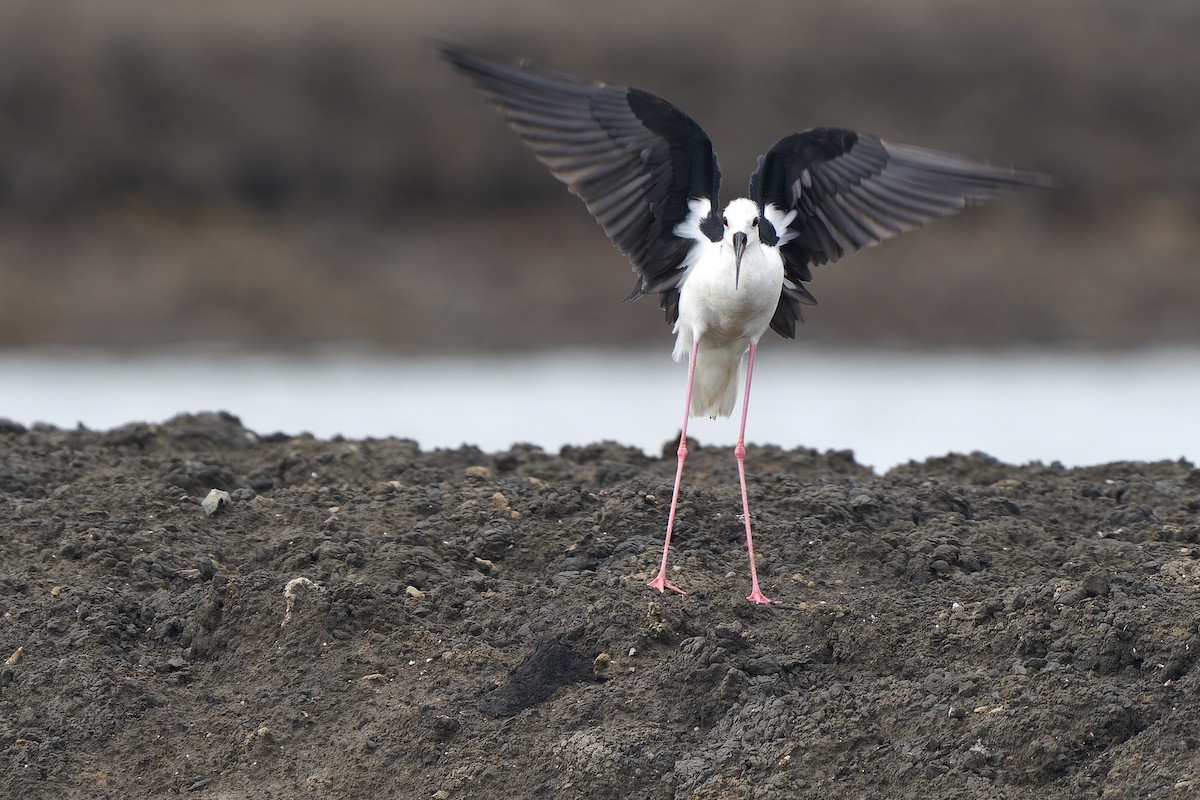 Black-winged Stilt - ML620536942