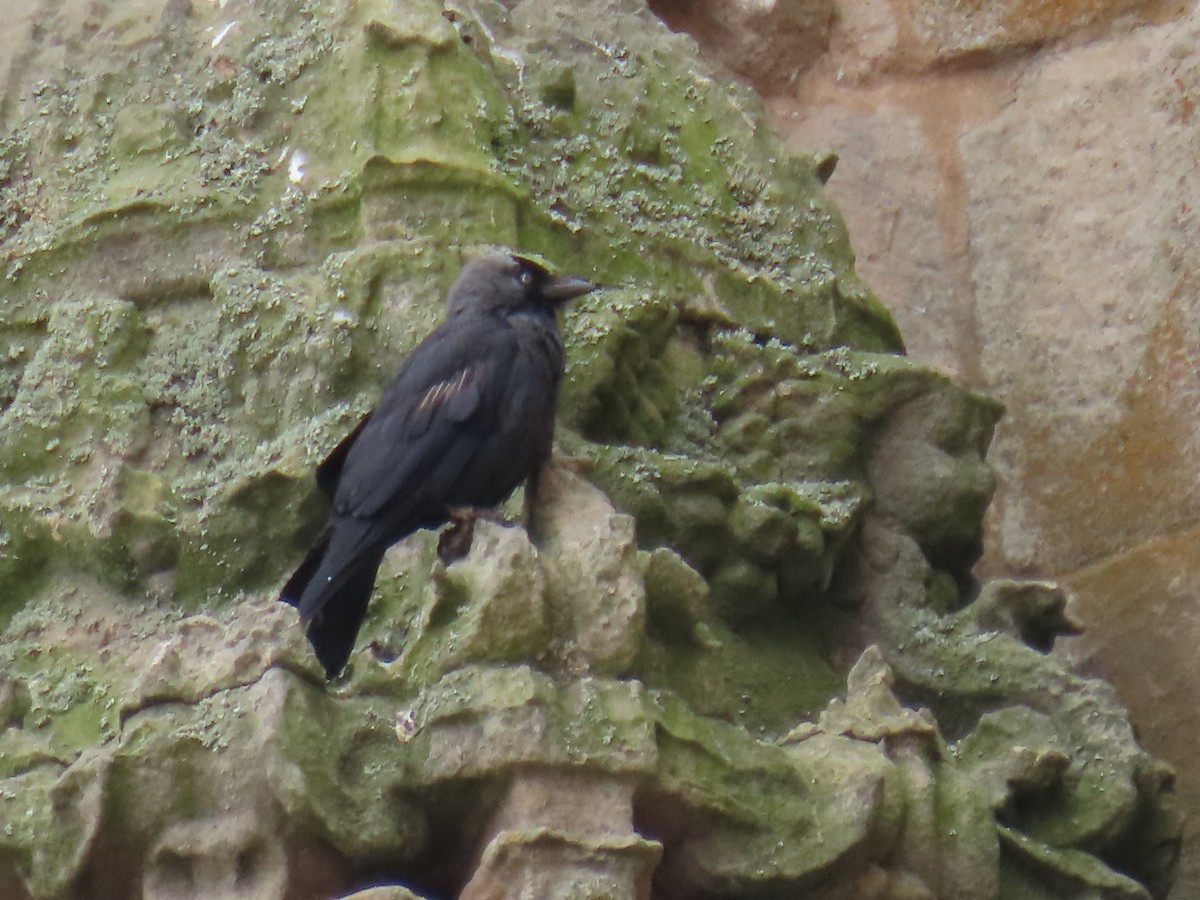 Eurasian Jackdaw - ML620536975