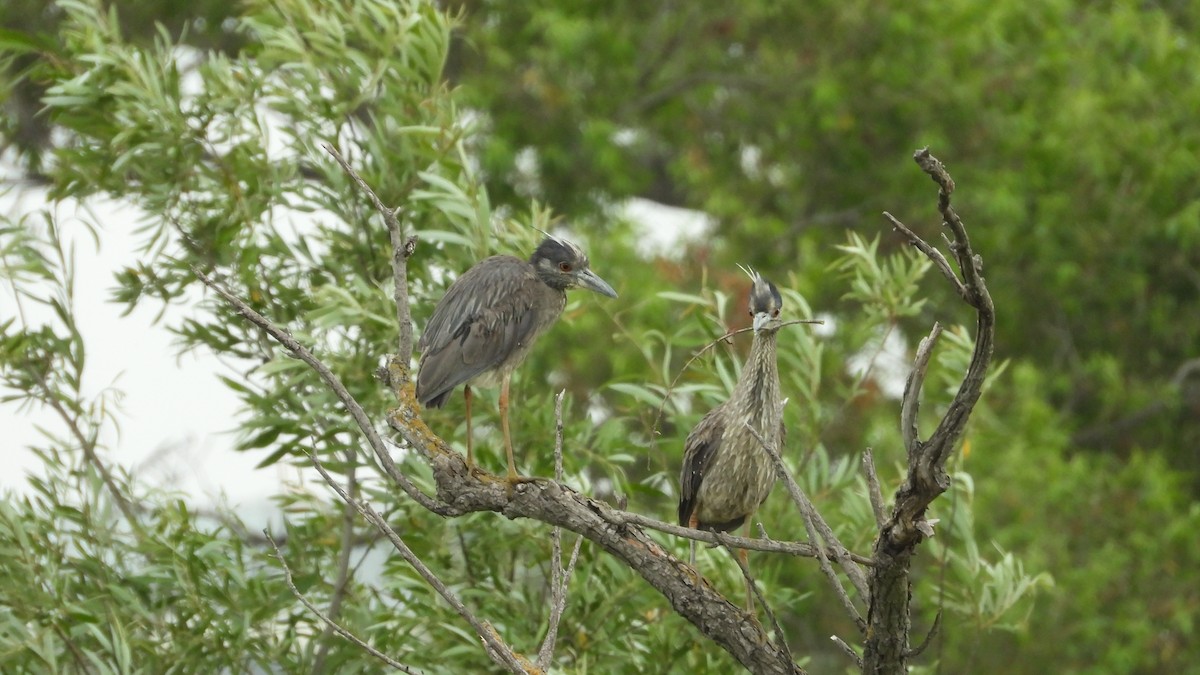 Yellow-crowned Night Heron - ML620536978