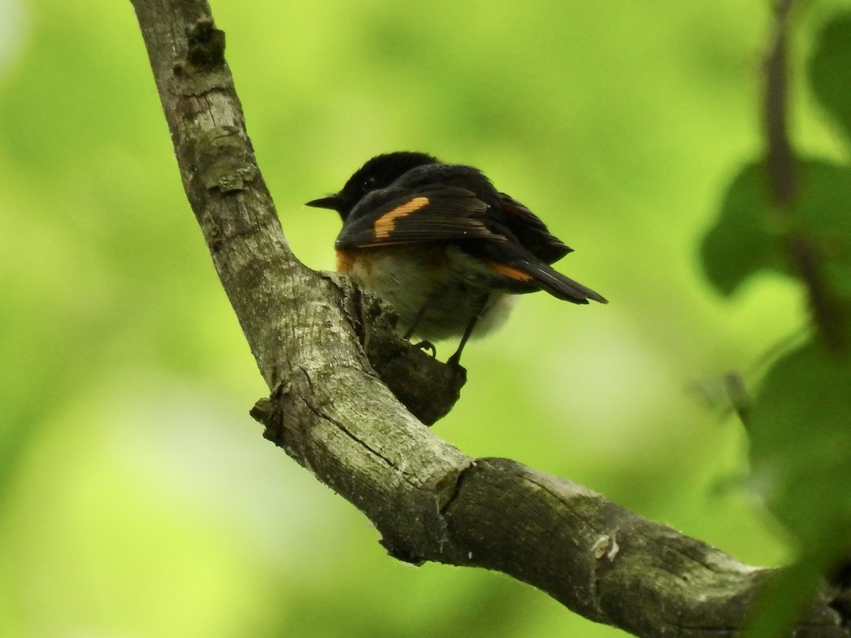 American Redstart - ML620536979