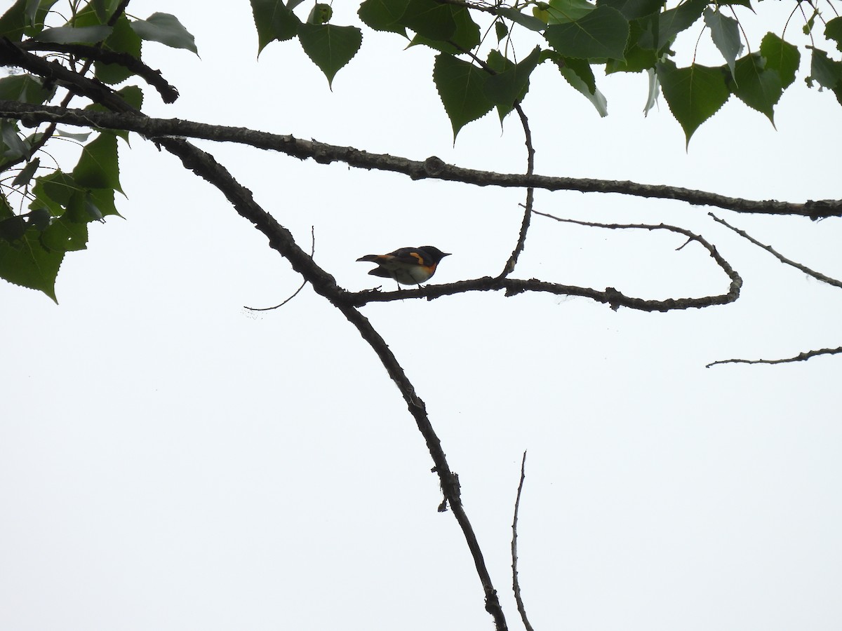 American Redstart - ML620536980