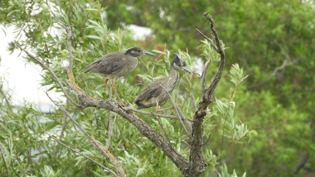 Yellow-crowned Night Heron - ML620537000