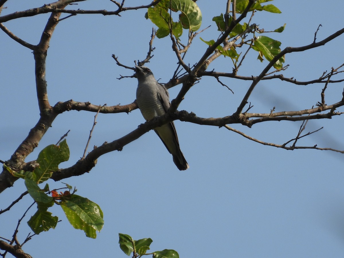 Large Cuckooshrike - ML620537009