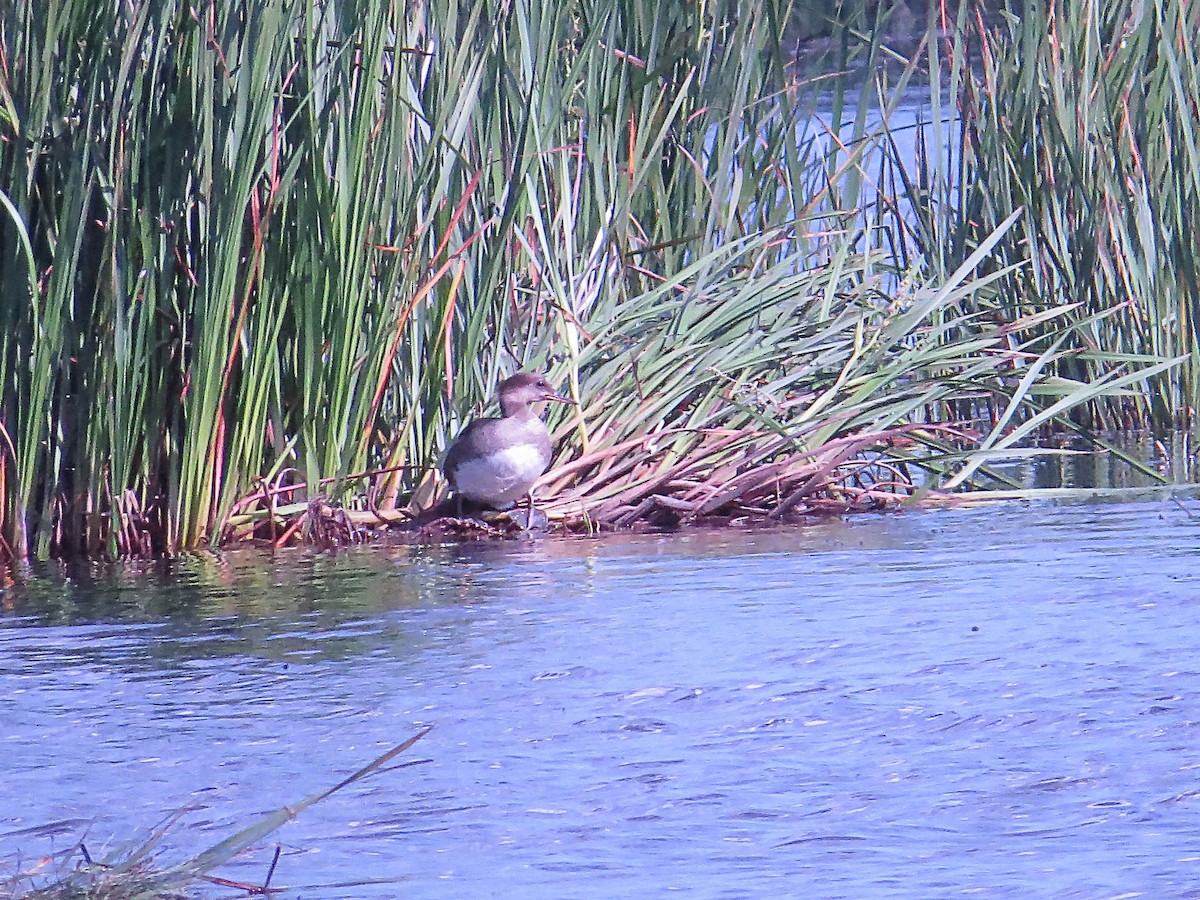 Hooded Merganser - Jeff Baughman