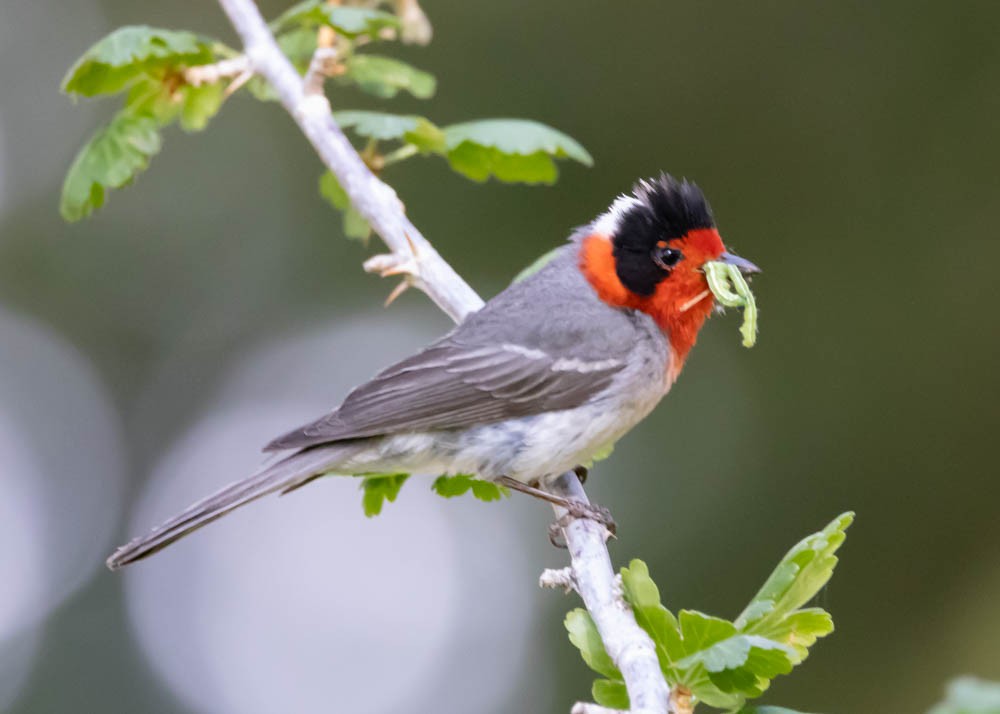 Red-faced Warbler - ML620537015