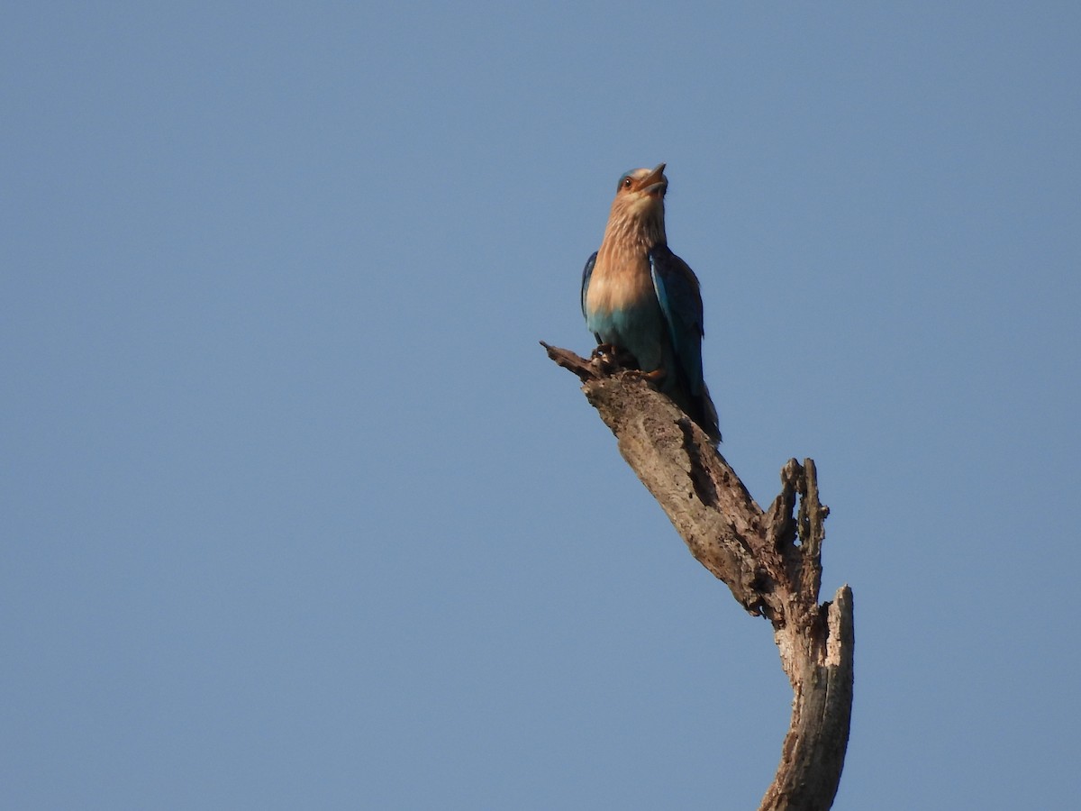 Indian Roller - ML620537025