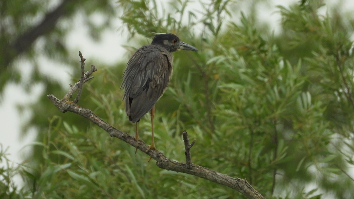 Yellow-crowned Night Heron - ML620537037