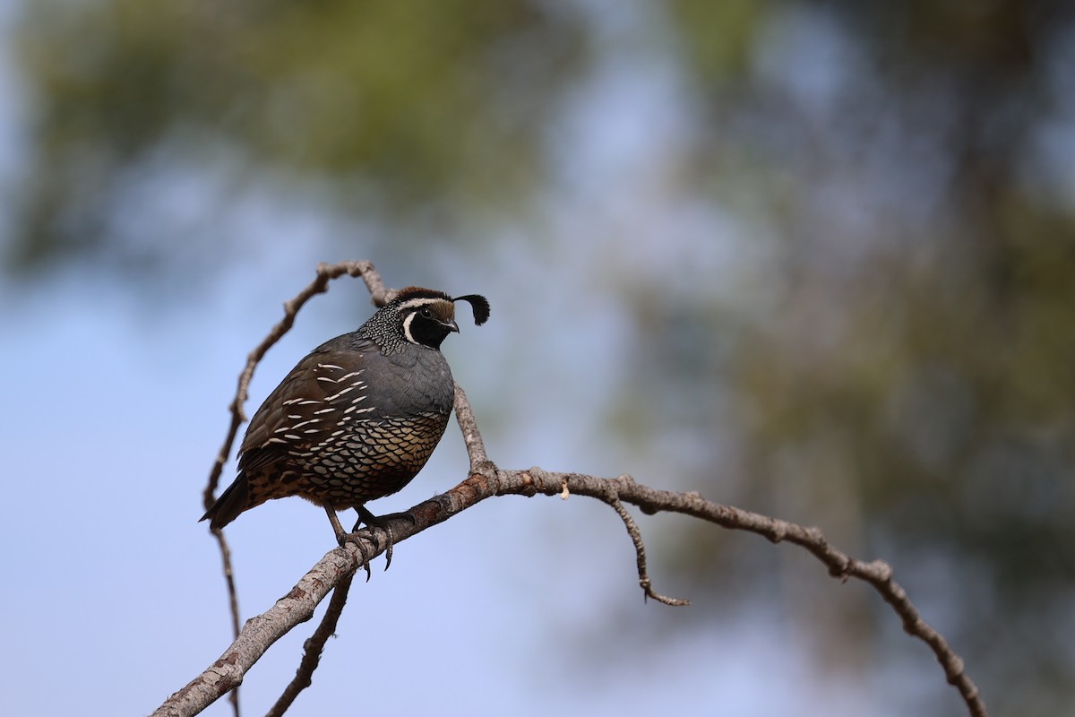 California Quail - ML620537045