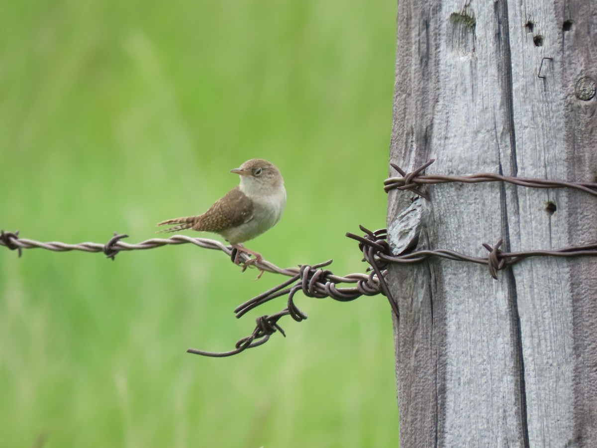 House Wren - ML620537051