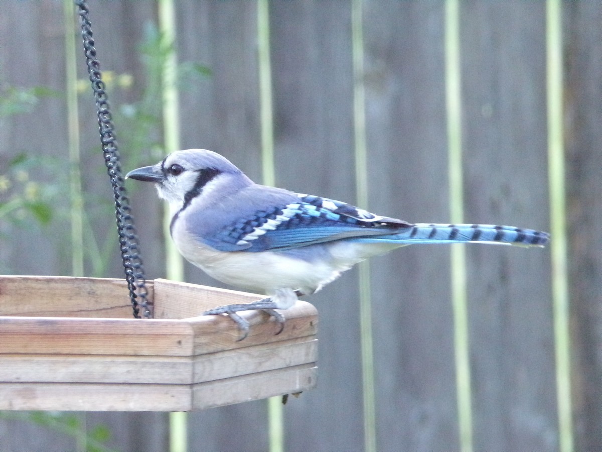 Blue Jay - ML620537054