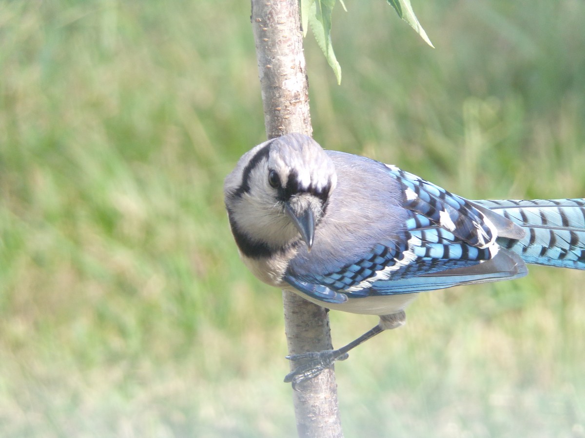 Blue Jay - ML620537060