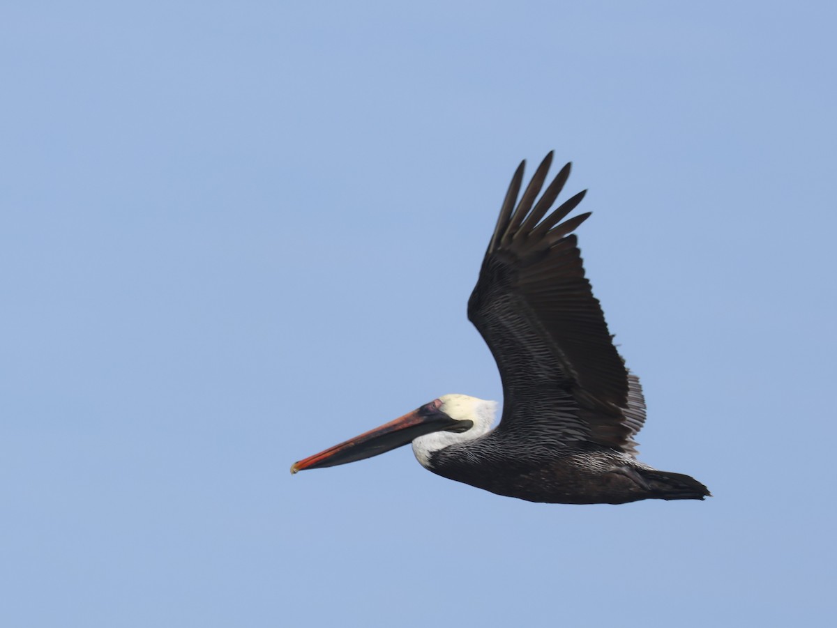 Brown Pelican - ML620537062