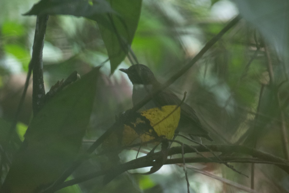 White-necked Thrush - ML620537070